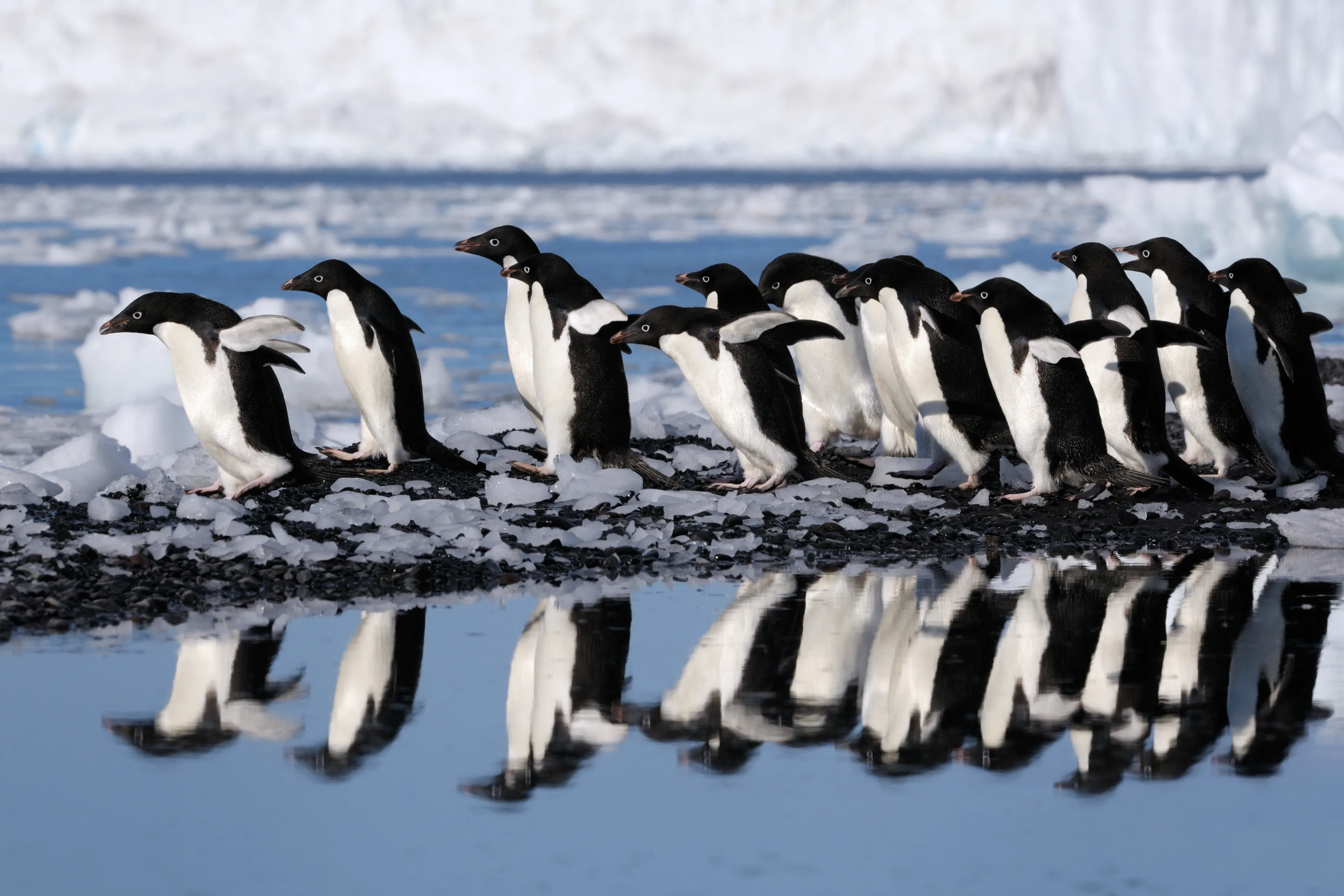 A line of Adélie penguins walking along a rocky Antarctic shore, their black-and-white bodies reflected in a calm pool of blue water.