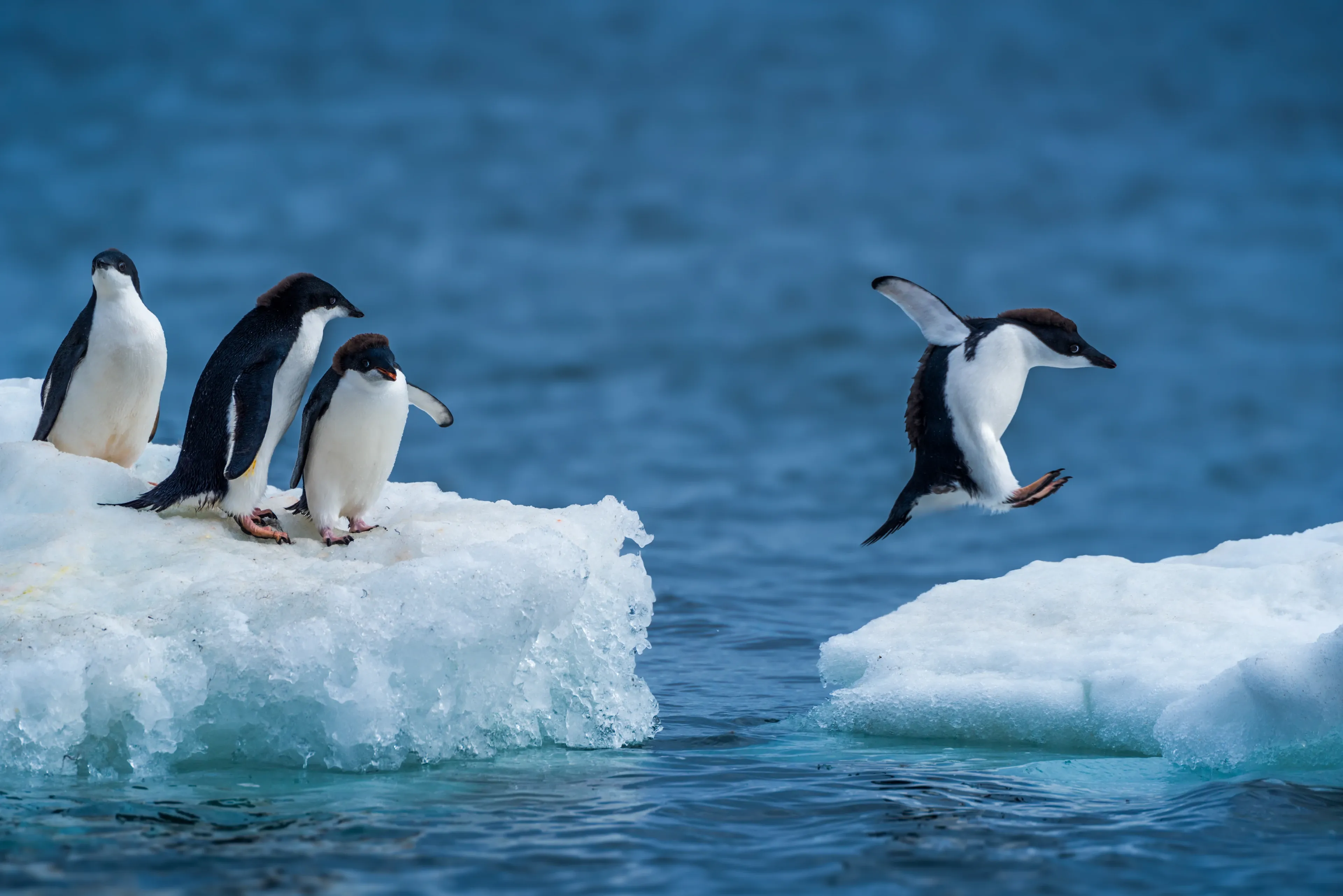 An Adélie penguin leaping between two ice floes while three others watch from jagged white ice against deep blue water.