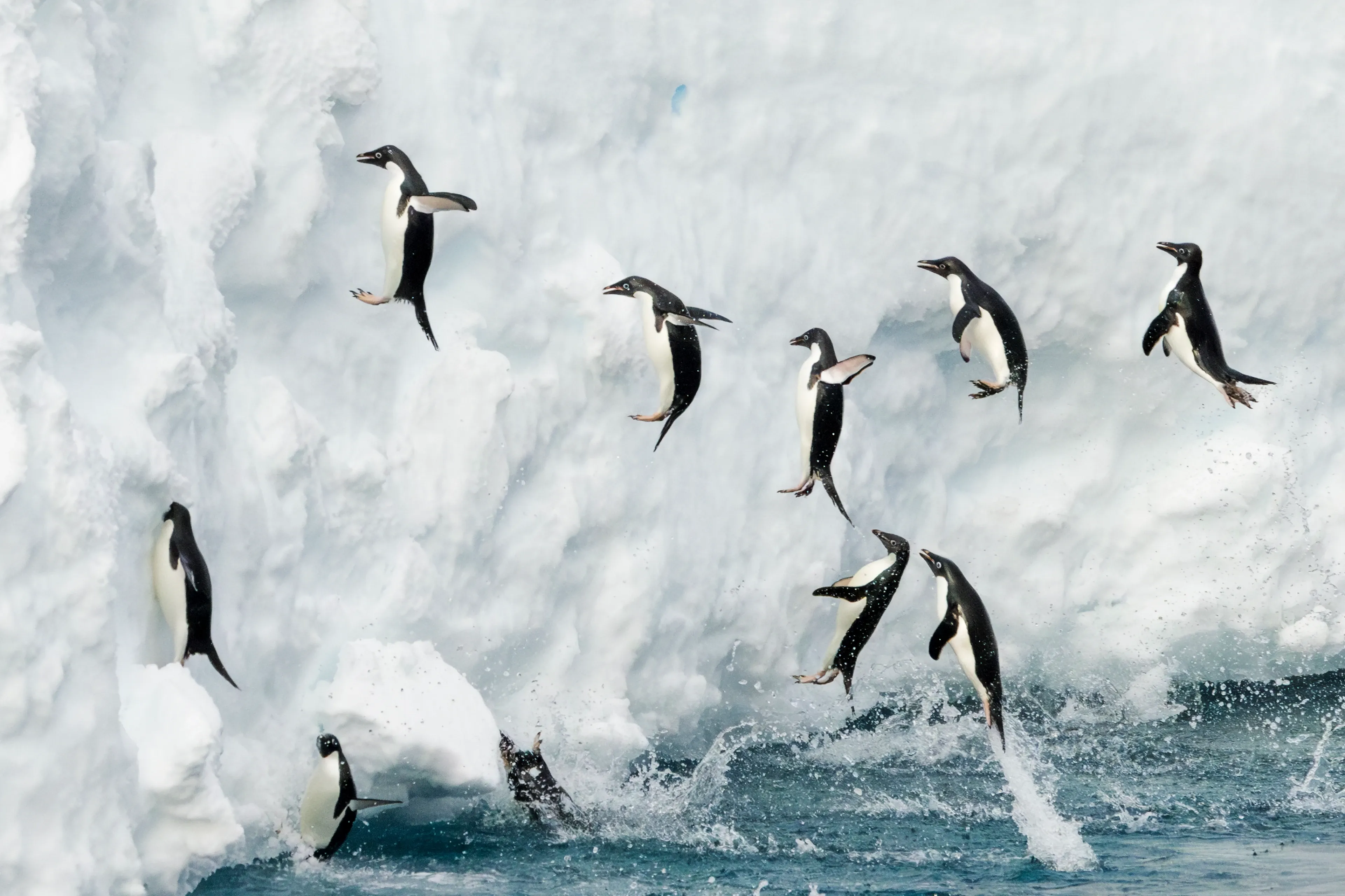 Several Adélie penguins leaping from dark blue water onto a steep white ice wall, flippers outstretched mid-jump.