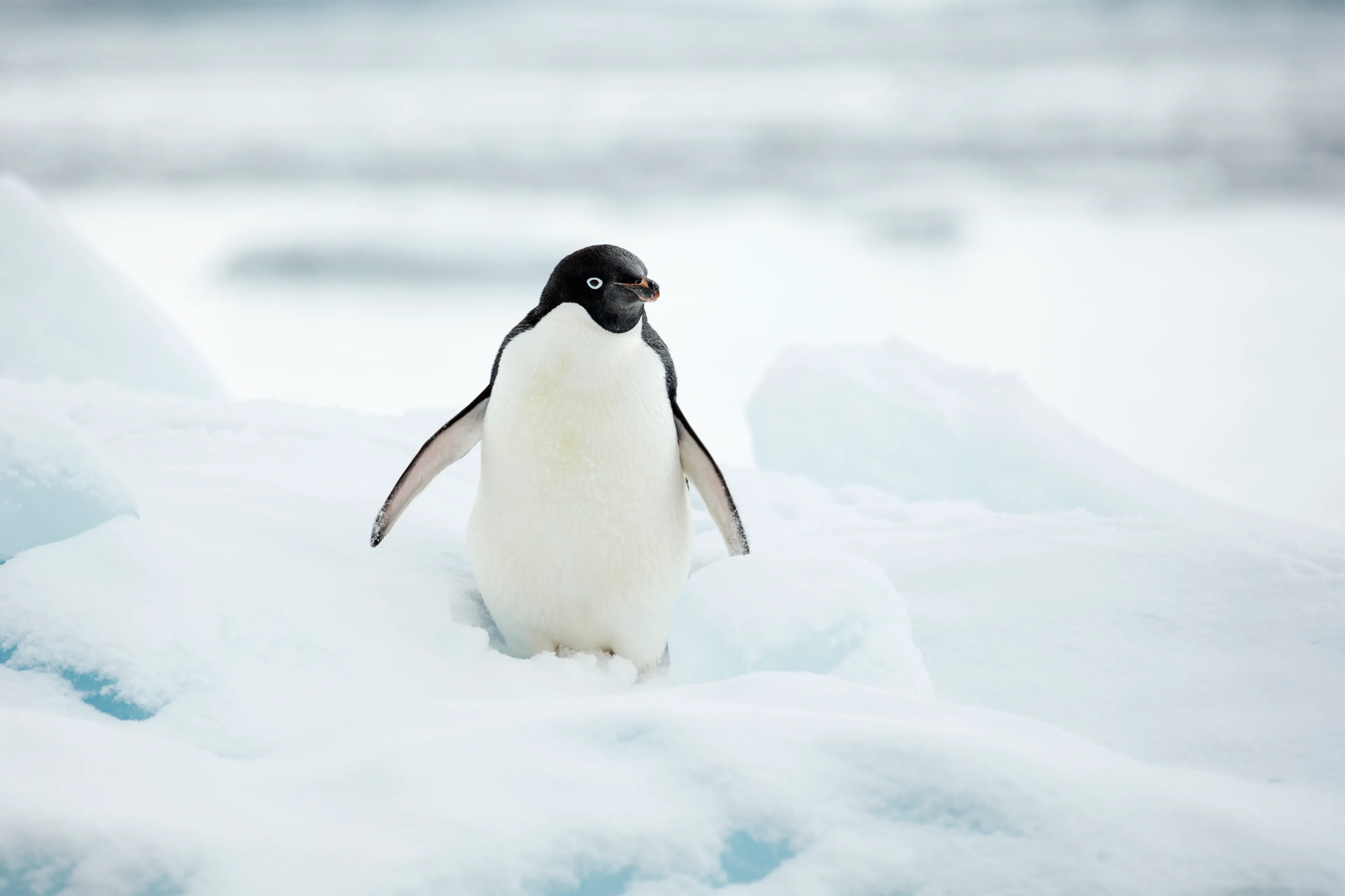 An Adélie penguin with a black head, white eye ring and white belly standing on rocky ground at Hope Bay on the Antarctic Peninsula.