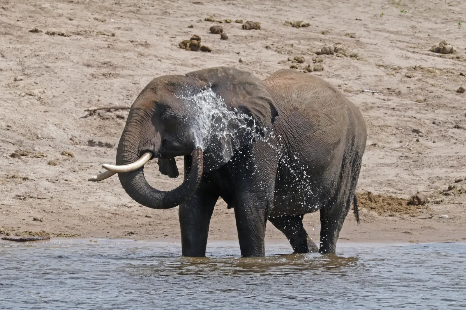 An African bush elephant spraying water over its head in the Chobe River in Botswana.