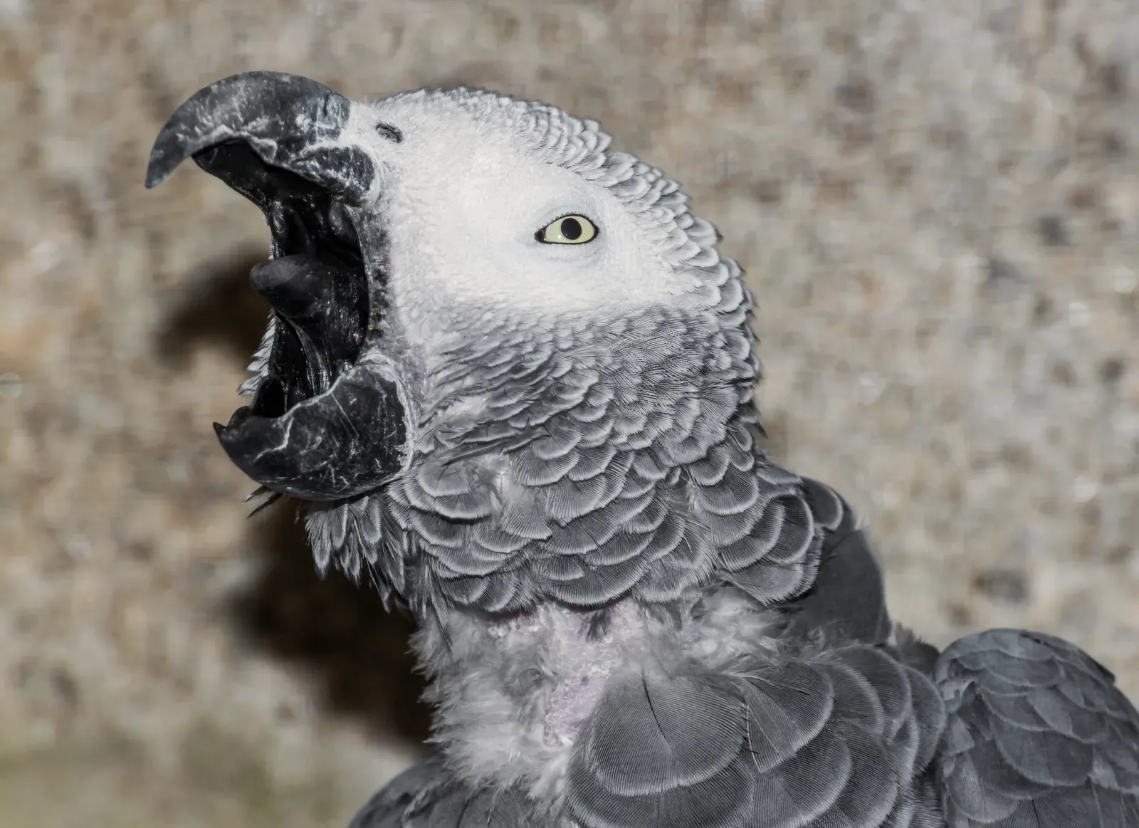 A close-up of an African grey parrot with pale scalloped grey feathers, a white face, yellow eye and dark hooked beak.