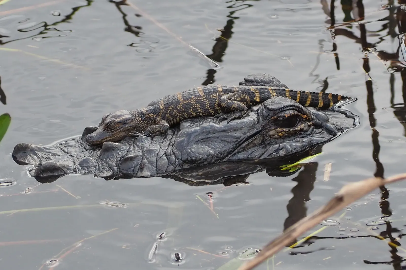 An adult American alligator resting at the water surface with a tiny striped baby alligator perched on top of its head.