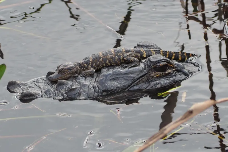 A mystery animal to guess