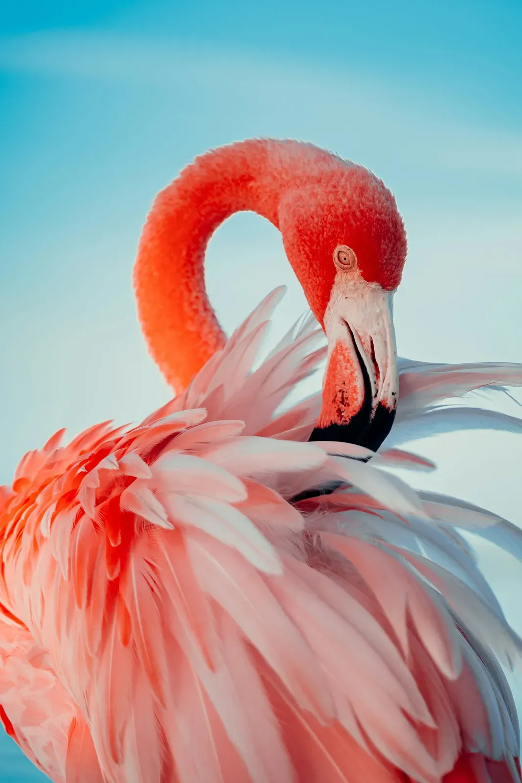 A close-up of an American flamingo with vivid coral plumage, a curved neck and a black-tipped bill.