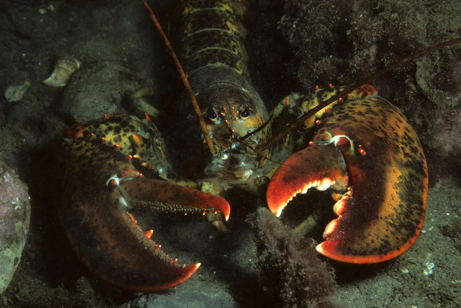 An American lobster on a rocky seabed facing the camera, showing its two large claws and long antennae.