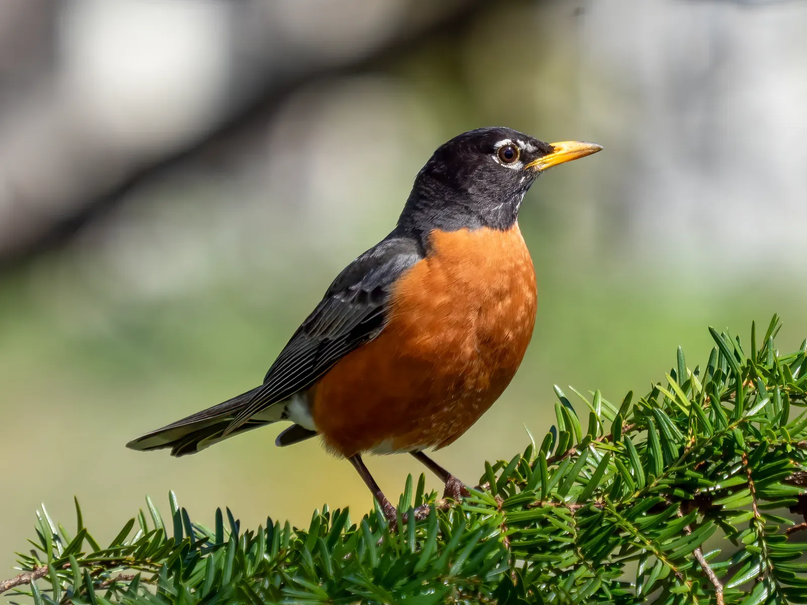 An American robin with a warm orange breast, dark head and yellow bill, perched on a green conifer branch.