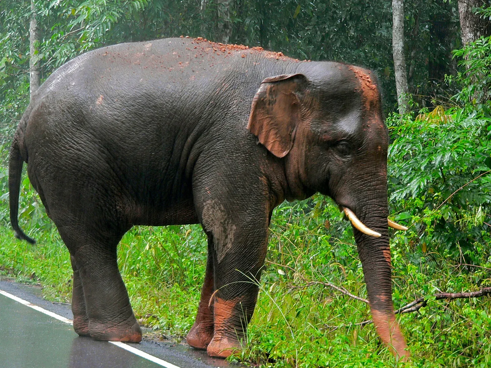 An Asian elephant walking through green vegetation in Khao Yai National Park, Thailand.