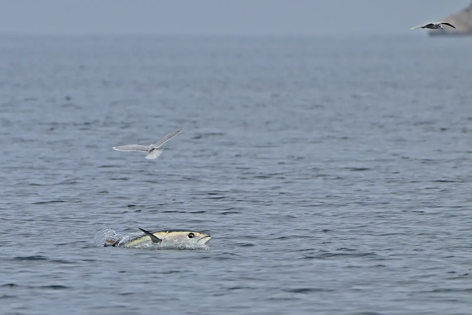 A large Atlantic bluefin tuna with a smooth metallic blue back and silver flanks gliding through open blue water.