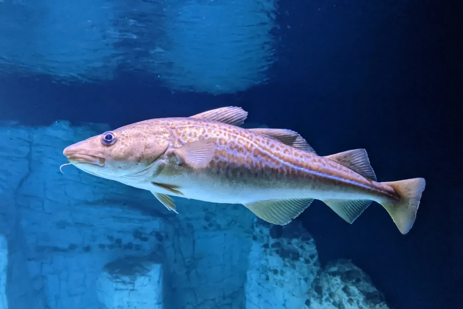 An Atlantic cod with a speckled olive-brown body, pale belly and a single whisker under its chin, swimming in dim water.