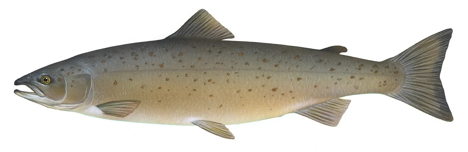 A side view of an Atlantic salmon with a silvery body, scattered dark spots and a forked tail.