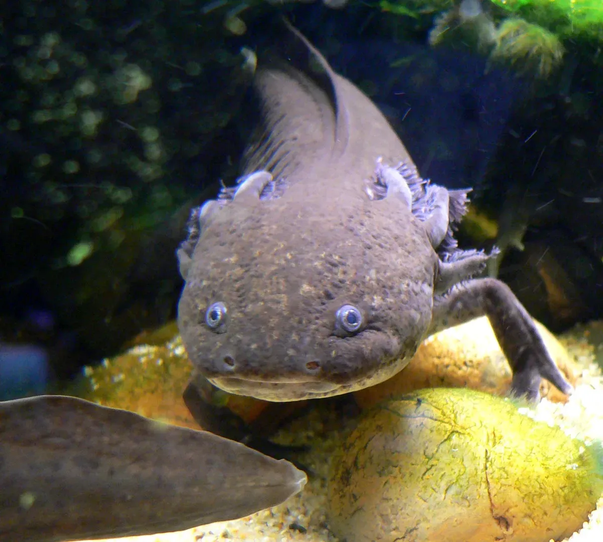 A dark grey axolotl facing the camera in an aquarium, with its broad head, small eyes and feathery external gills visible.