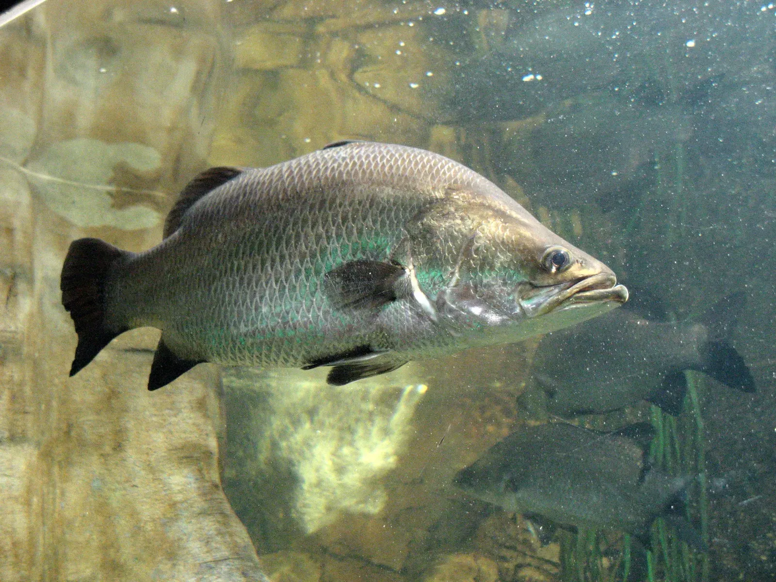 A barramundi with a sleek silver body, greenish sheen along its side and a rounded tail, swimming in an aquarium.
