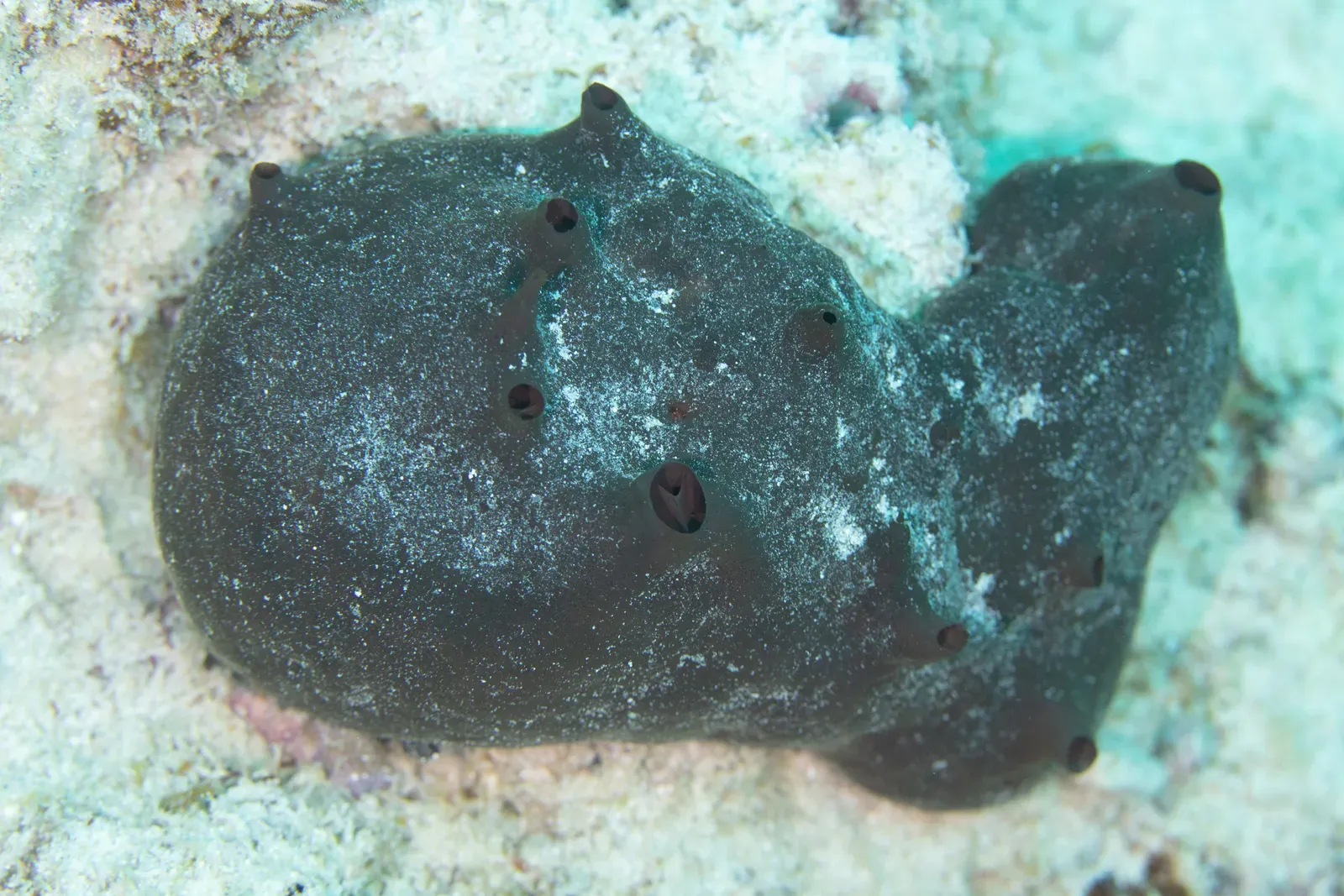 A dark grey bath sponge growing on the seabed, a soft rounded body dotted with several round openings.