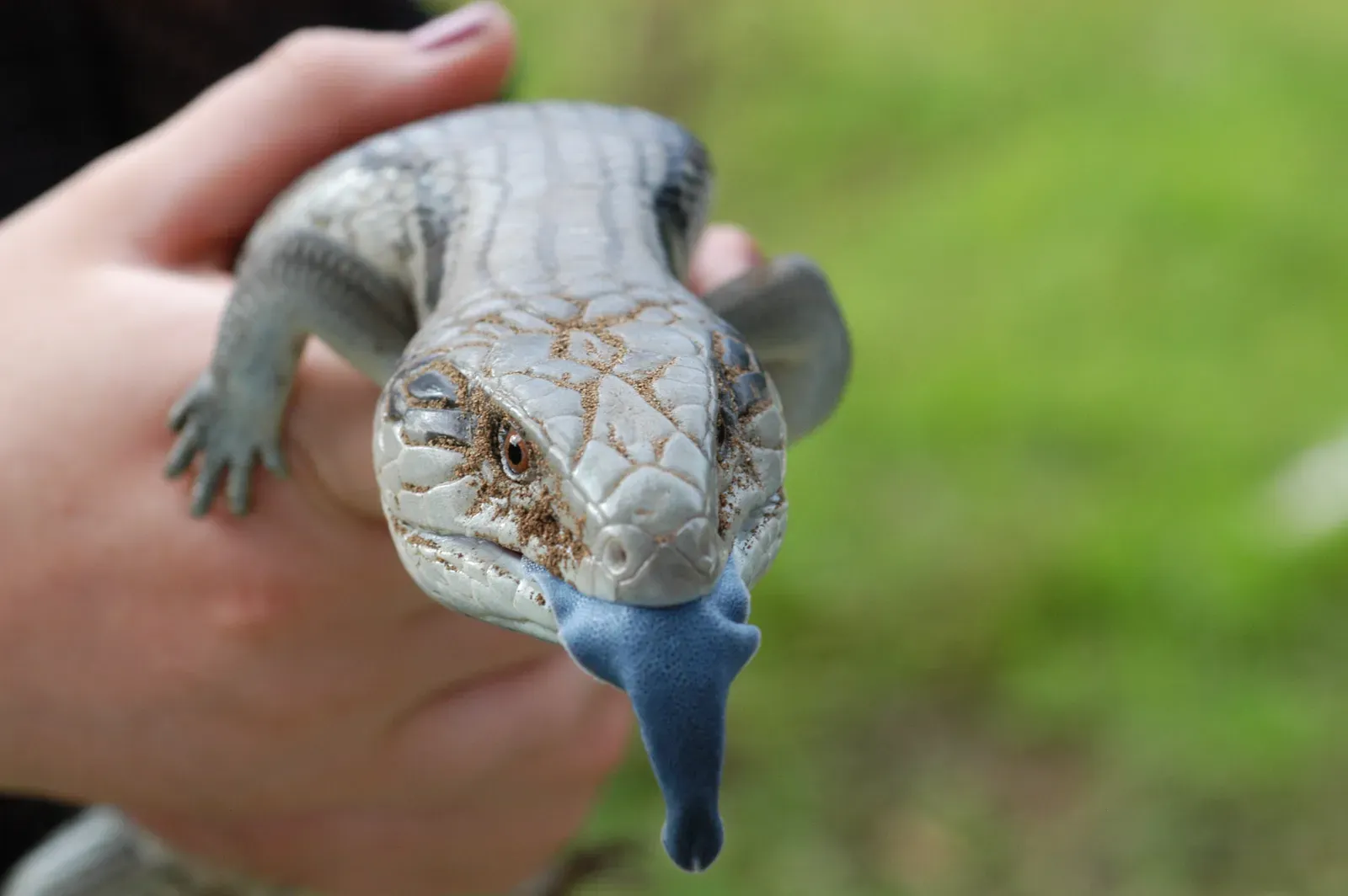 A blue-tongued skink held gently in a hand, sticking out its wide, bright blue tongue.