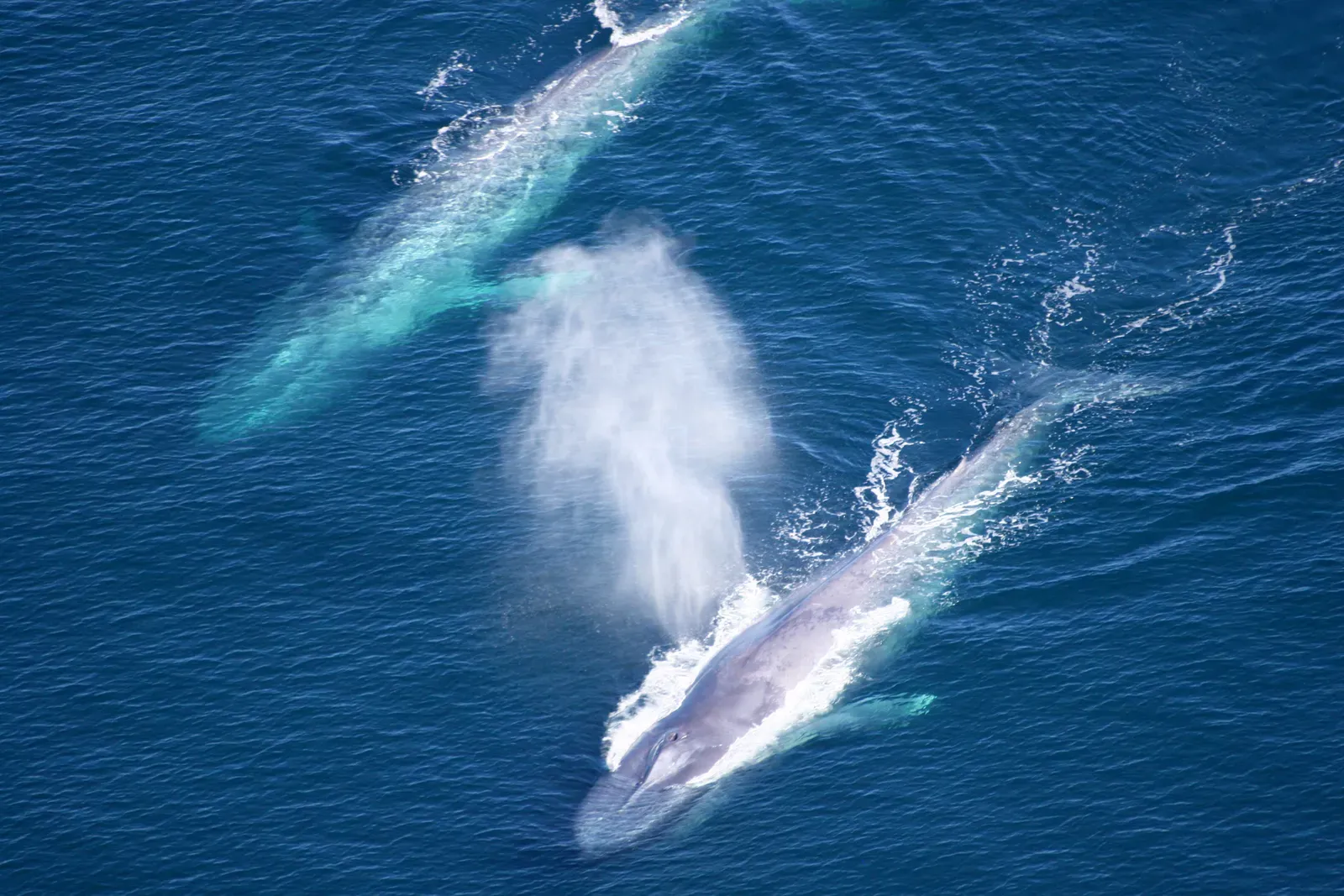 Aerial view of two blue whales swimming side by side near the surface, their long blue-grey bodies stretched out in dark ocean water.