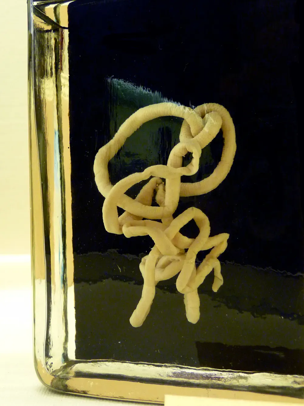 A pale, ribbon-like bootlace worm coiled up in a museum specimen jar, showing how long and thin its body is.
