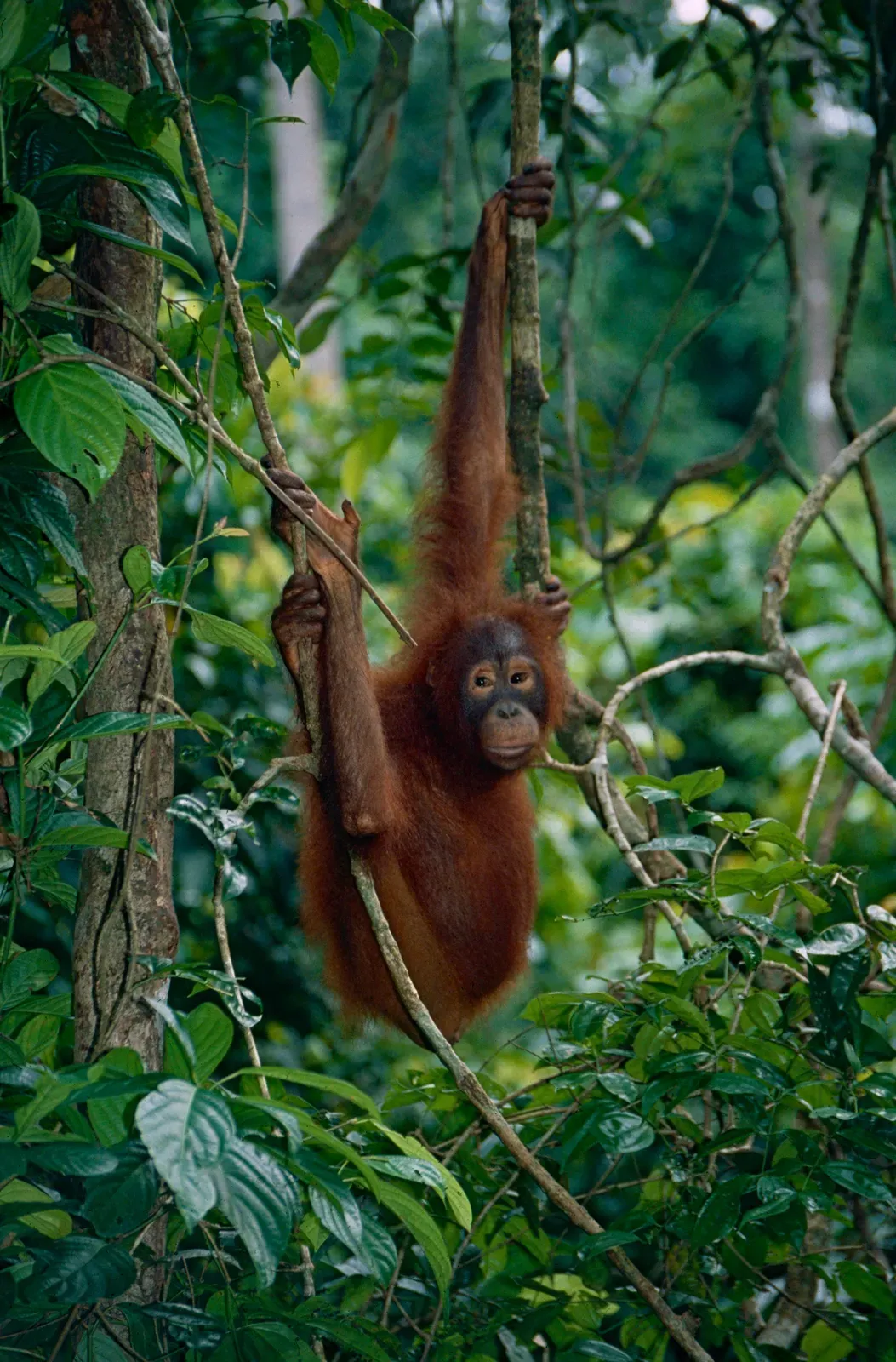 A young Bornean orangutan with reddish-brown fur climbing among leafy branches in a forest.