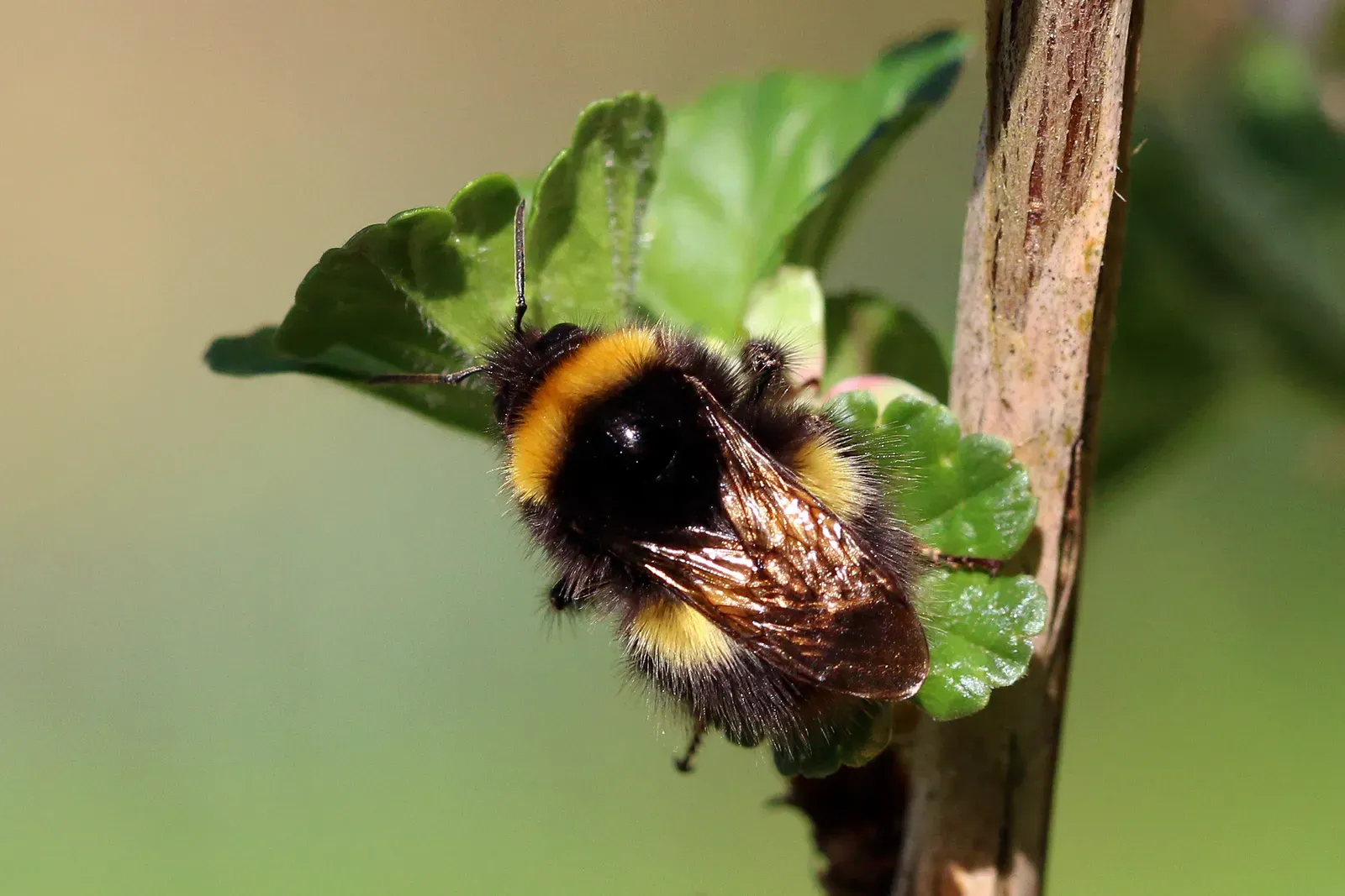 A buff-tailed bumblebee with black and golden bands resting on a green leaf beside a plant stem.