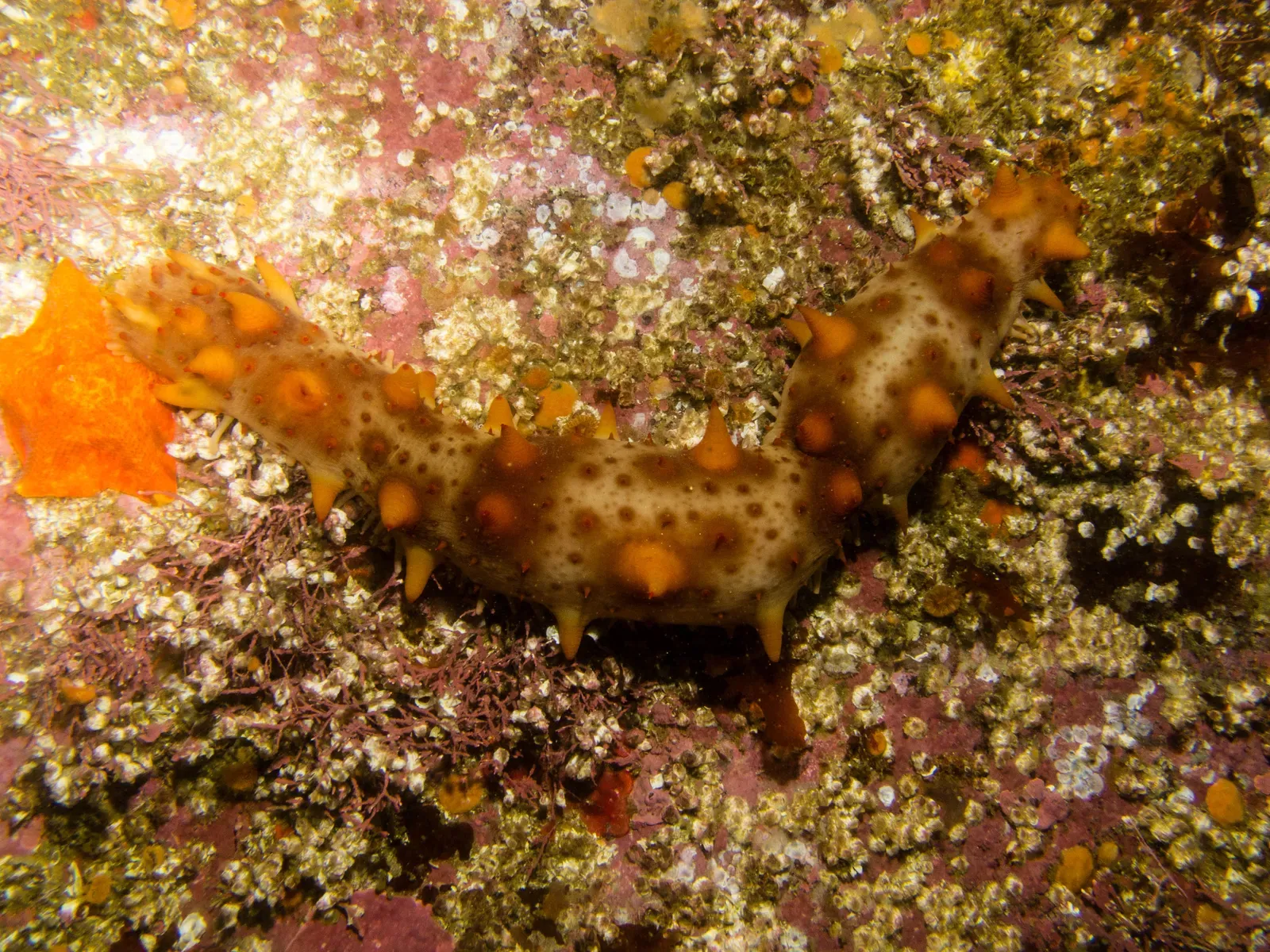 A California sea cucumber on the seabed, a long reddish-brown body covered in soft pointed bumps.