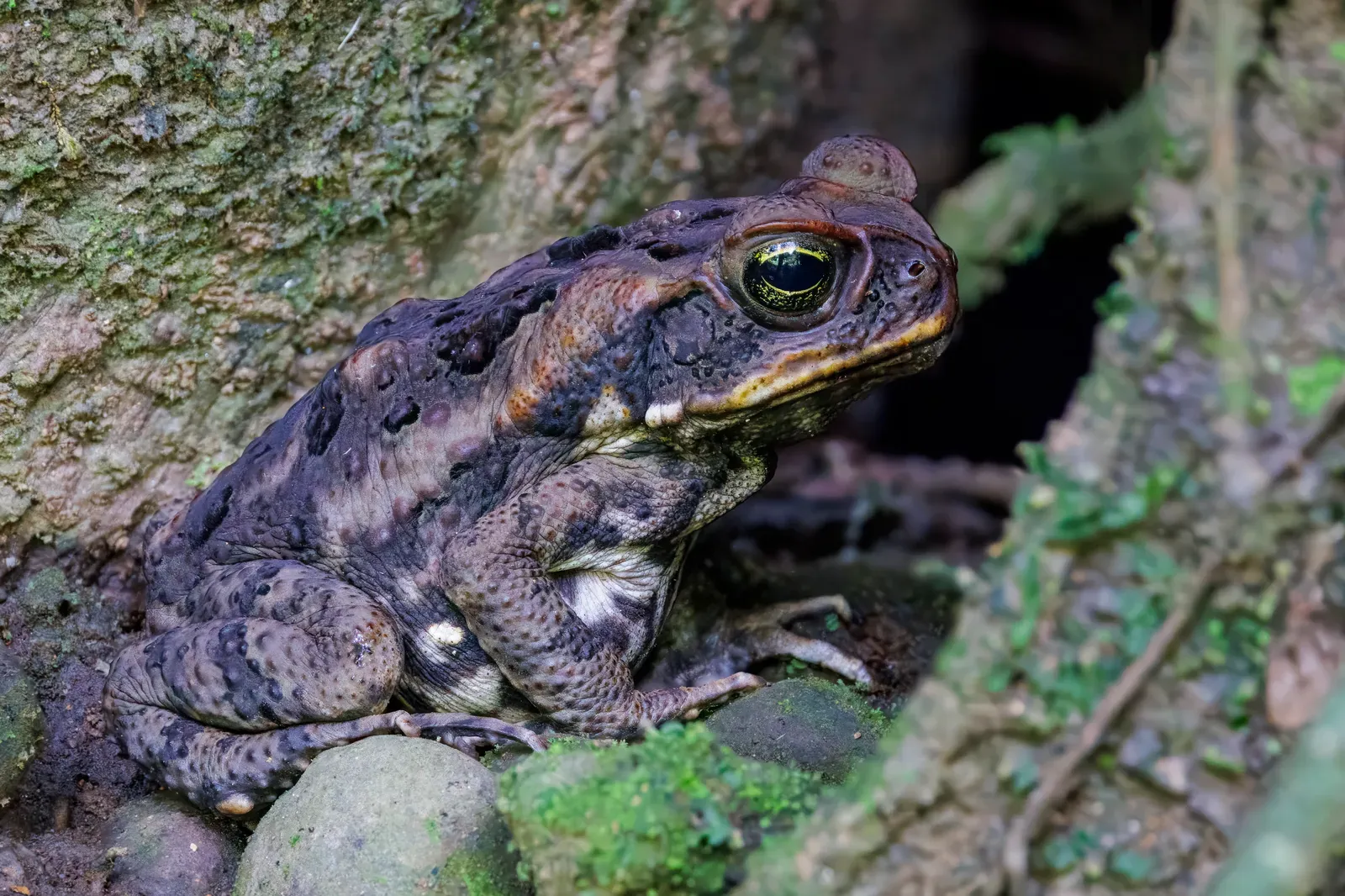 A large warty cane toad with a golden eye and a big poison gland behind its head, sitting on damp mossy rocks.