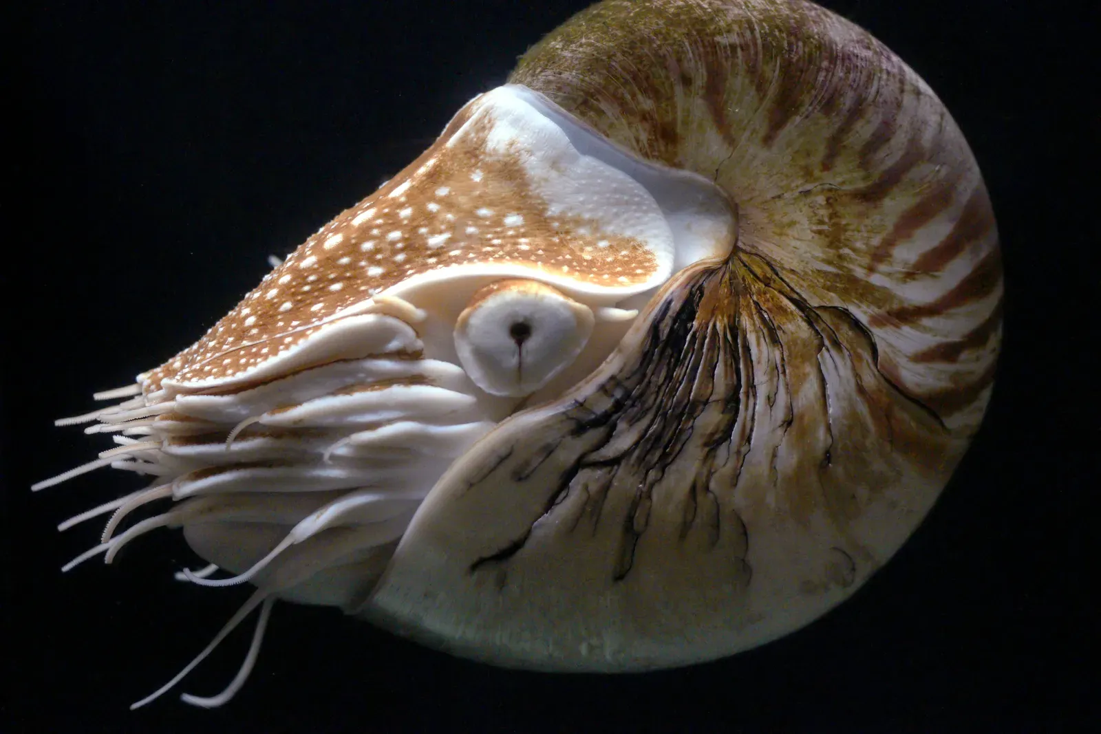 A chambered nautilus with a striped spiral shell and many slender tentacles swimming in dark blue water.