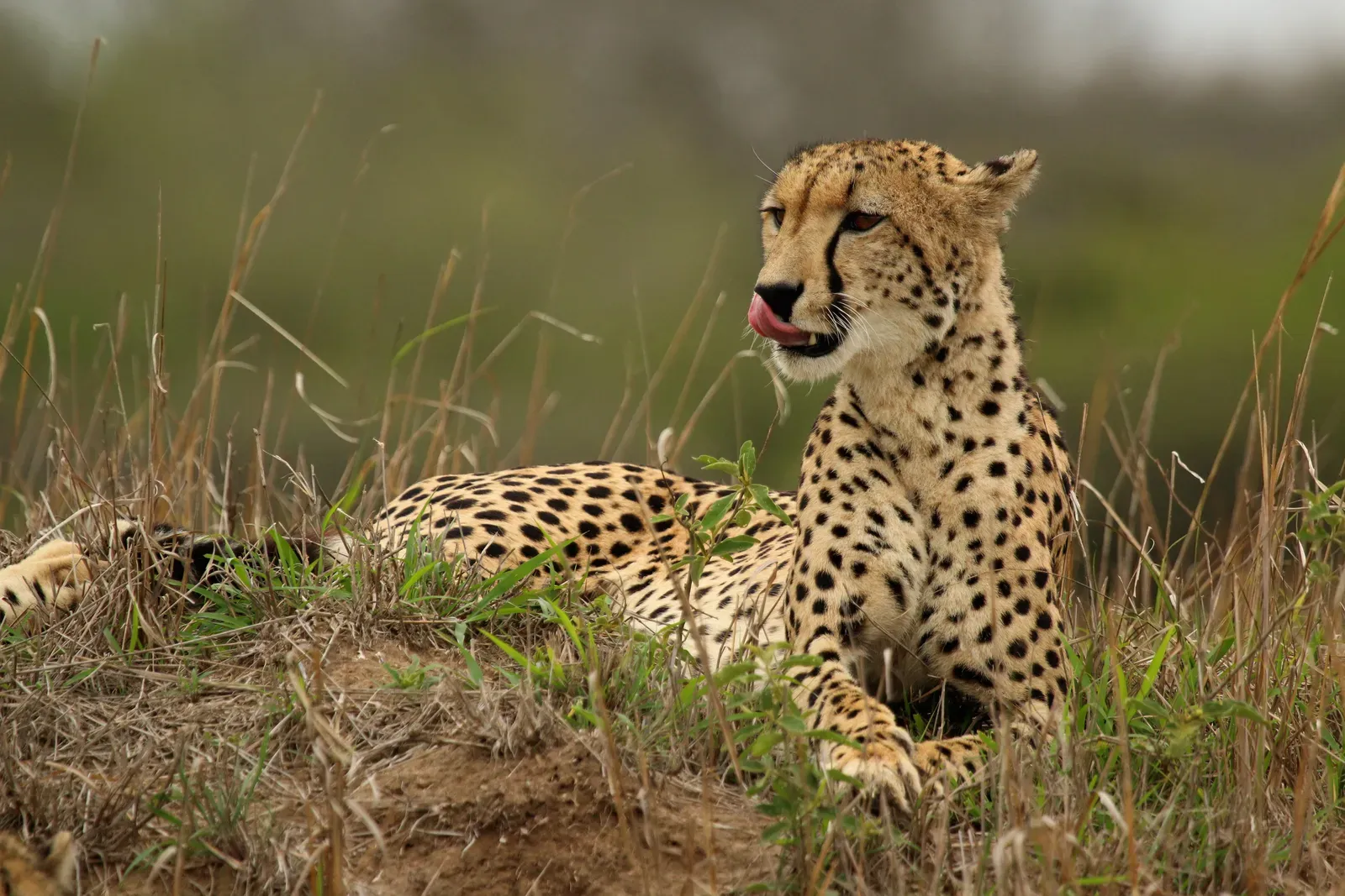 A female cheetah with a spotted golden coat and black tear marks standing alert in green grass.