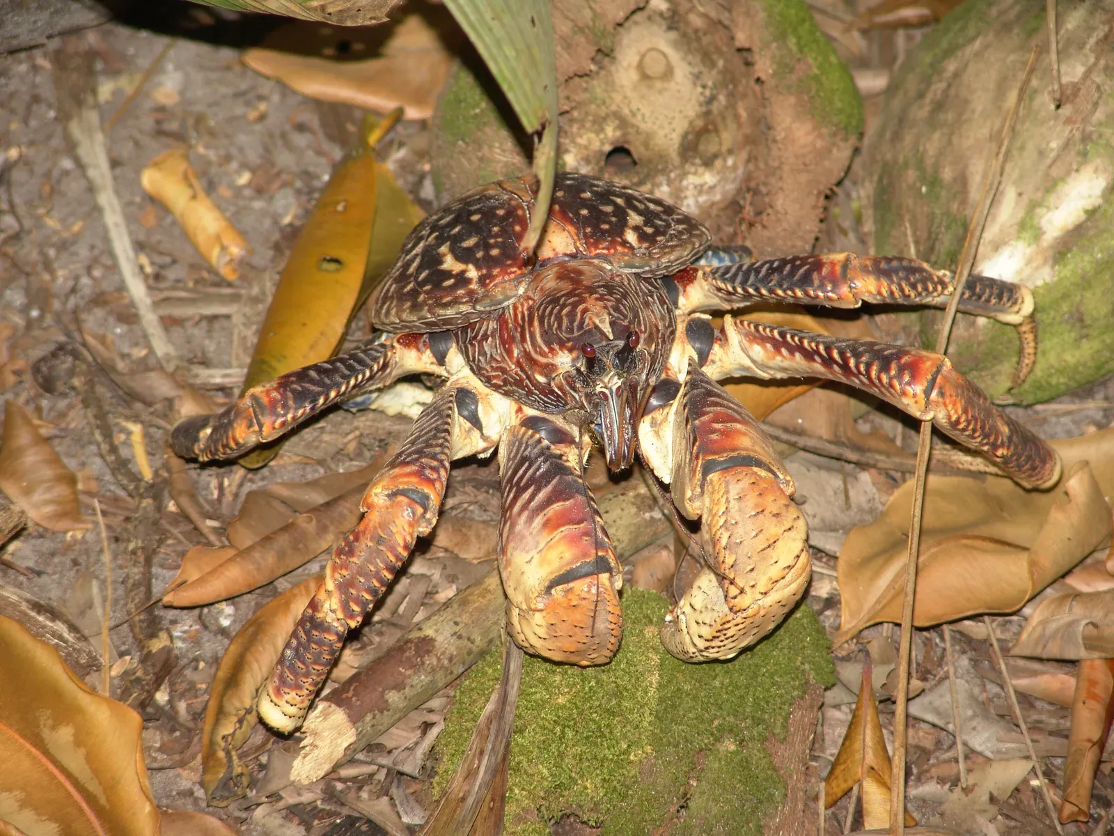 A large coconut crab on the forest floor at night, its thick banded legs and heavy claws spread over fallen leaves.