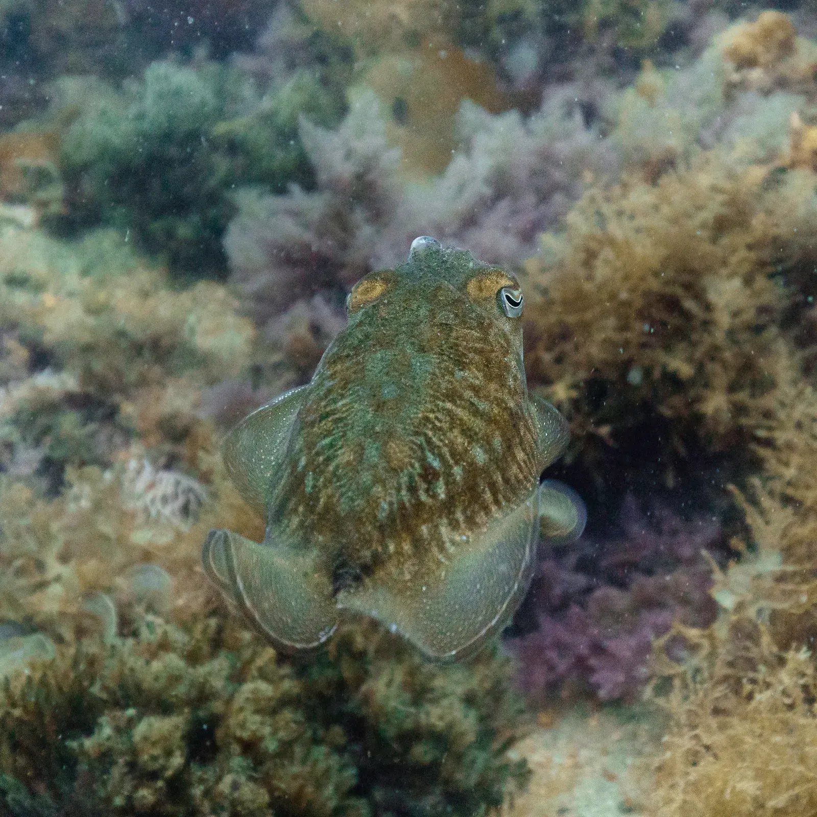 A common cuttlefish swimming above a rocky seabed, with its broad mantle, side fins and W-shaped pupil visible.