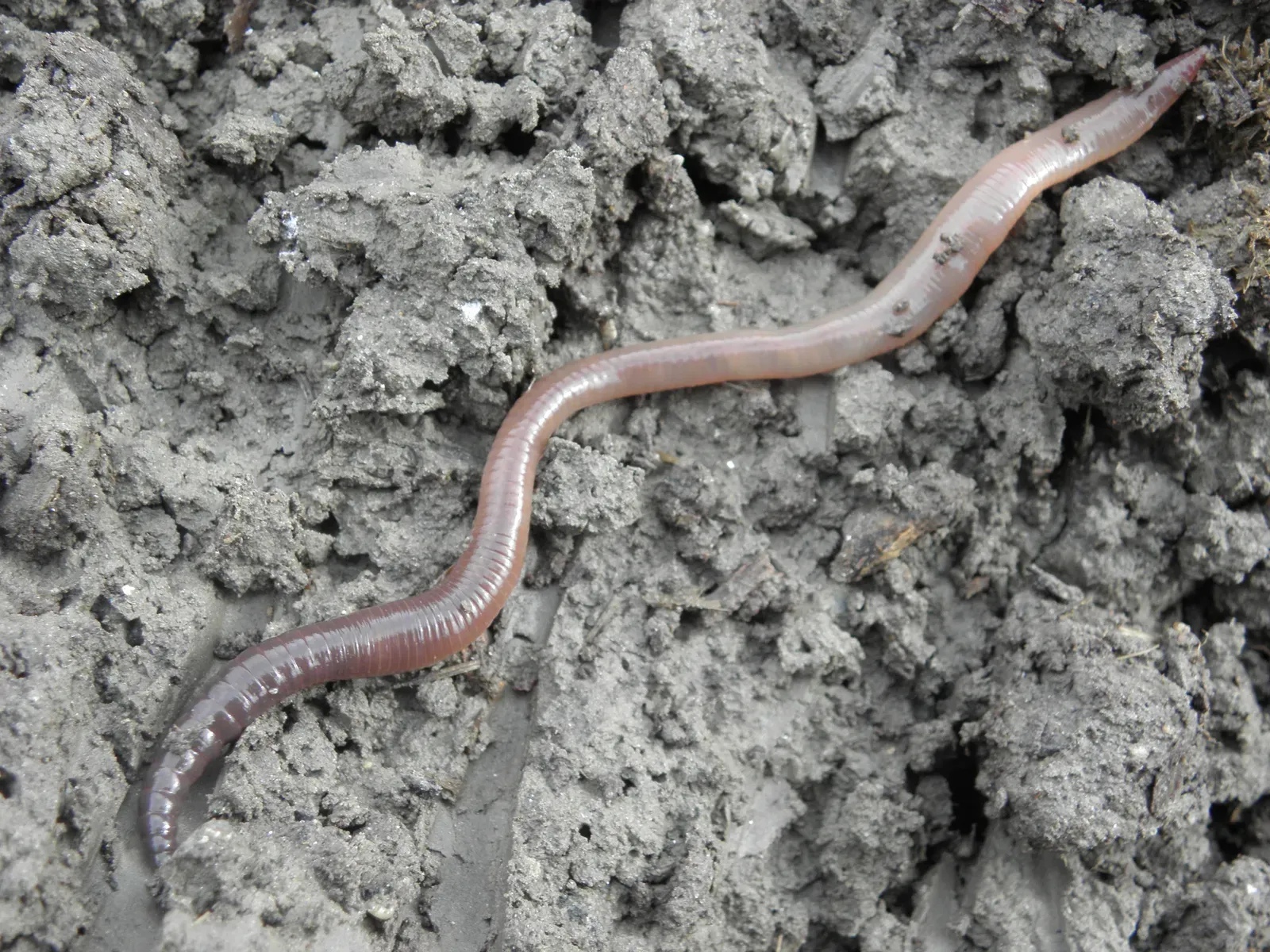 A pinkish-brown common earthworm stretched across clumps of damp grey soil.