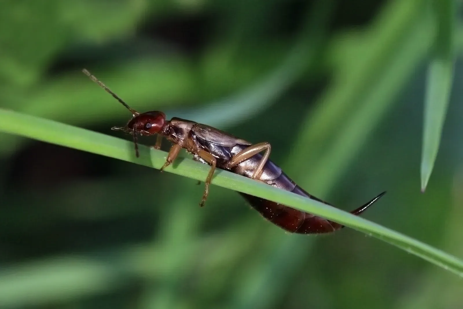 A common earwig in side view walking along a green grass blade, its shiny brown body ending in a pair of curved pincers.