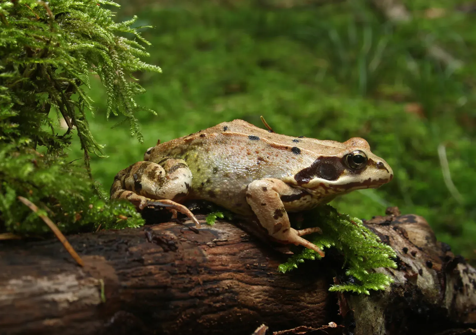 A European common frog with smooth brown and olive skin and a dark eye patch, sitting on a mossy log.