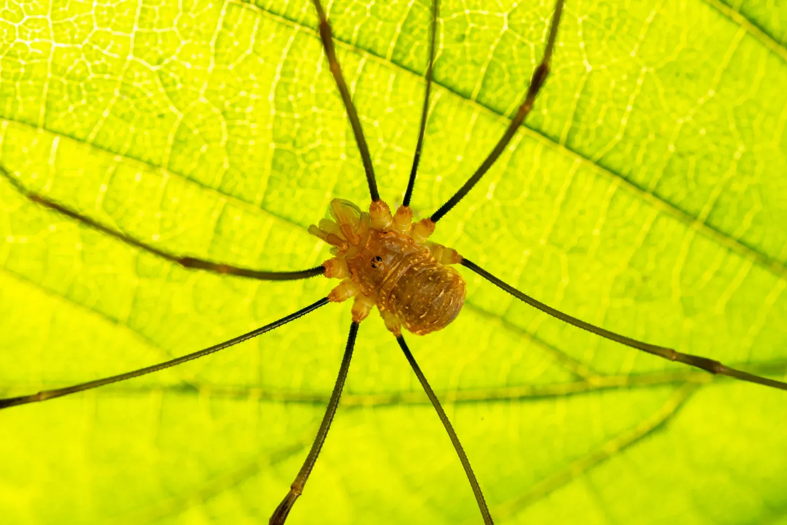 A common harvestman with a small rounded body and eight very long, thin legs, seen against a brightly backlit green leaf.