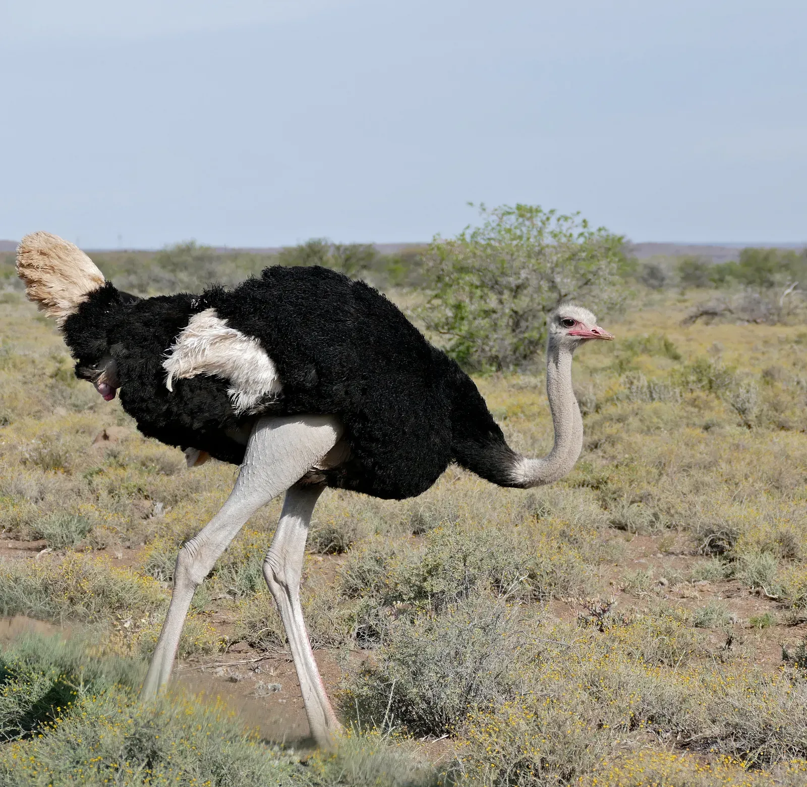 A male common ostrich with black-and-white plumage walking through low scrub in South Africa.
