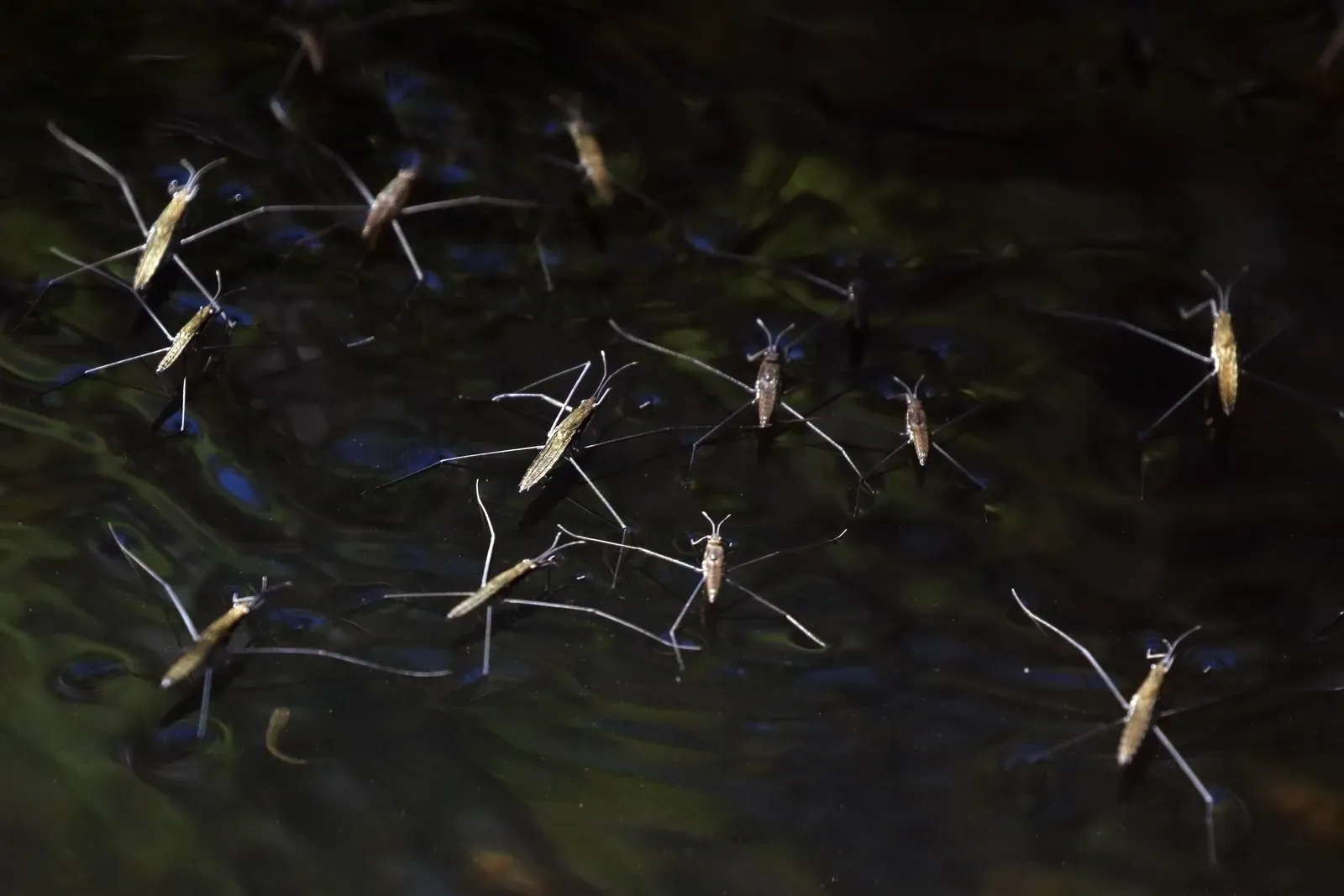 Several common pond skaters standing on the surface of dark water, their slender legs making tiny dimples in the surface.