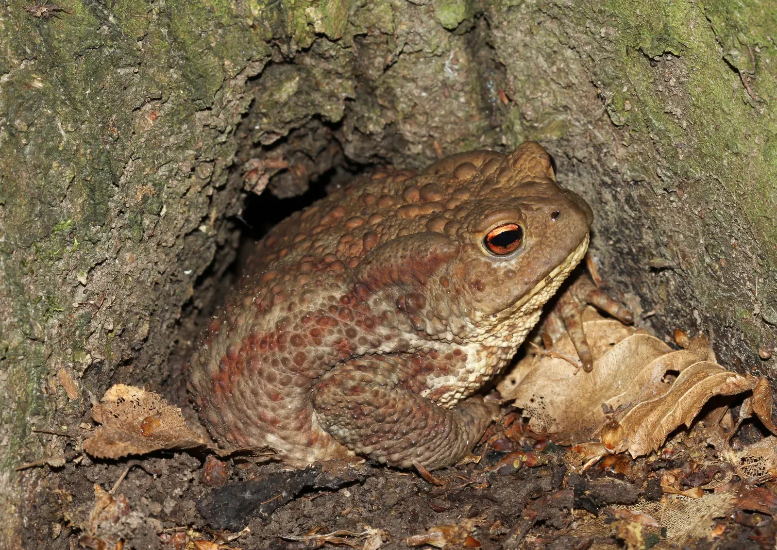 A plump, warty brown common toad with a coppery-orange eye, tucked into a hollow at the base of a tree.