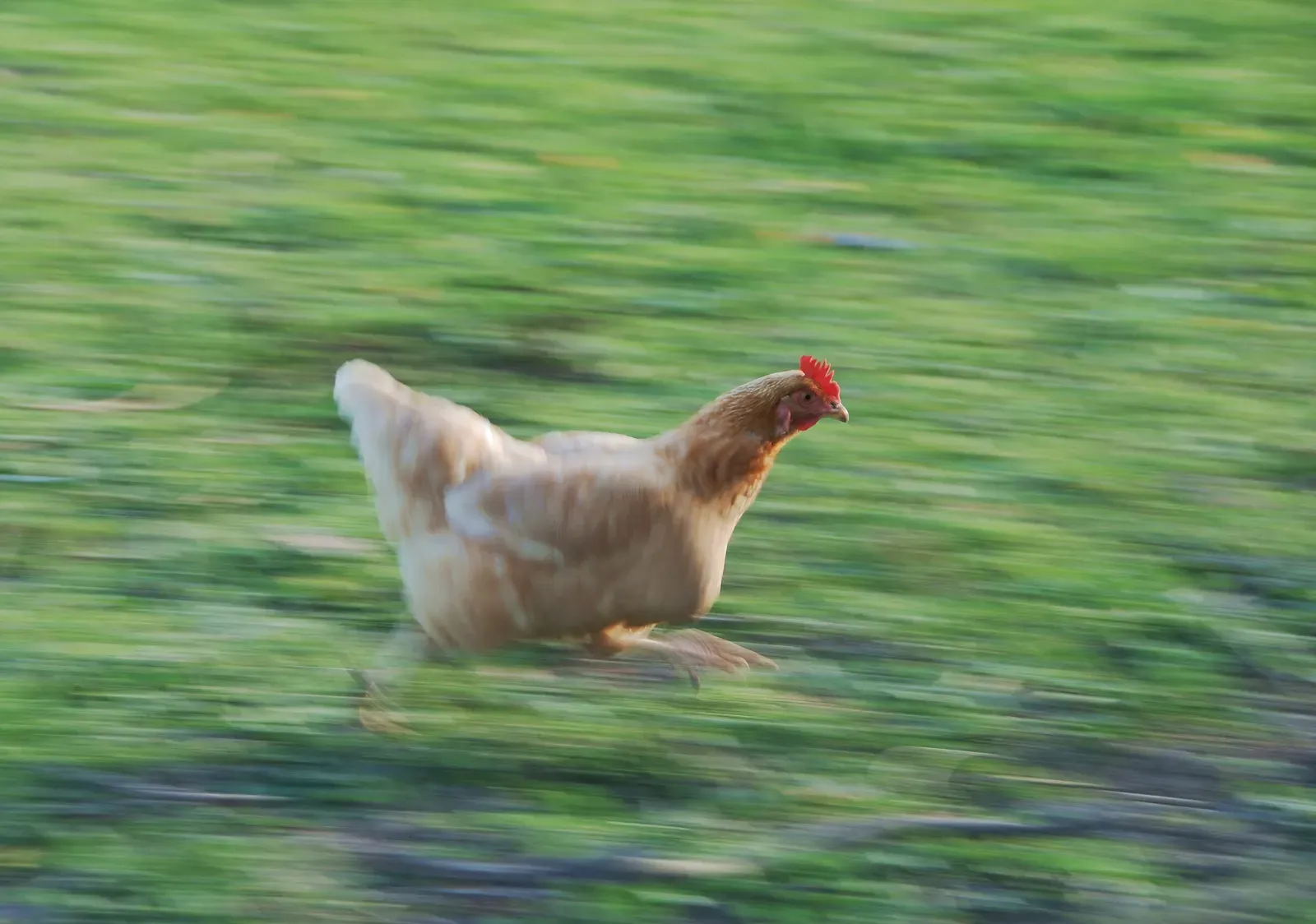 A buff-coloured domestic hen running across grass, with her red comb and outstretched legs visible against the motion-blurred background.
