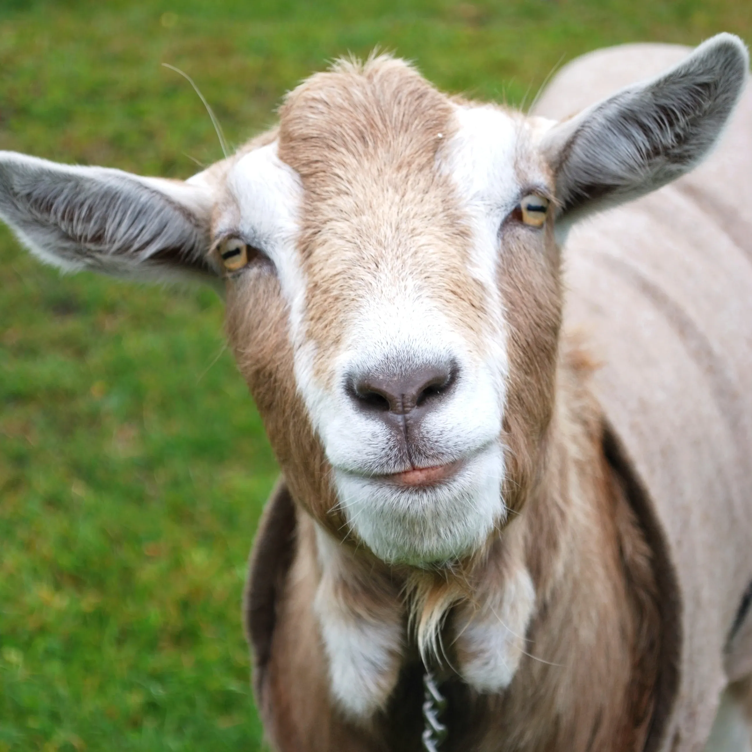 A young tan-and-white goat kid with soft floppy ears and tiny horn buds, resting close to the herd.