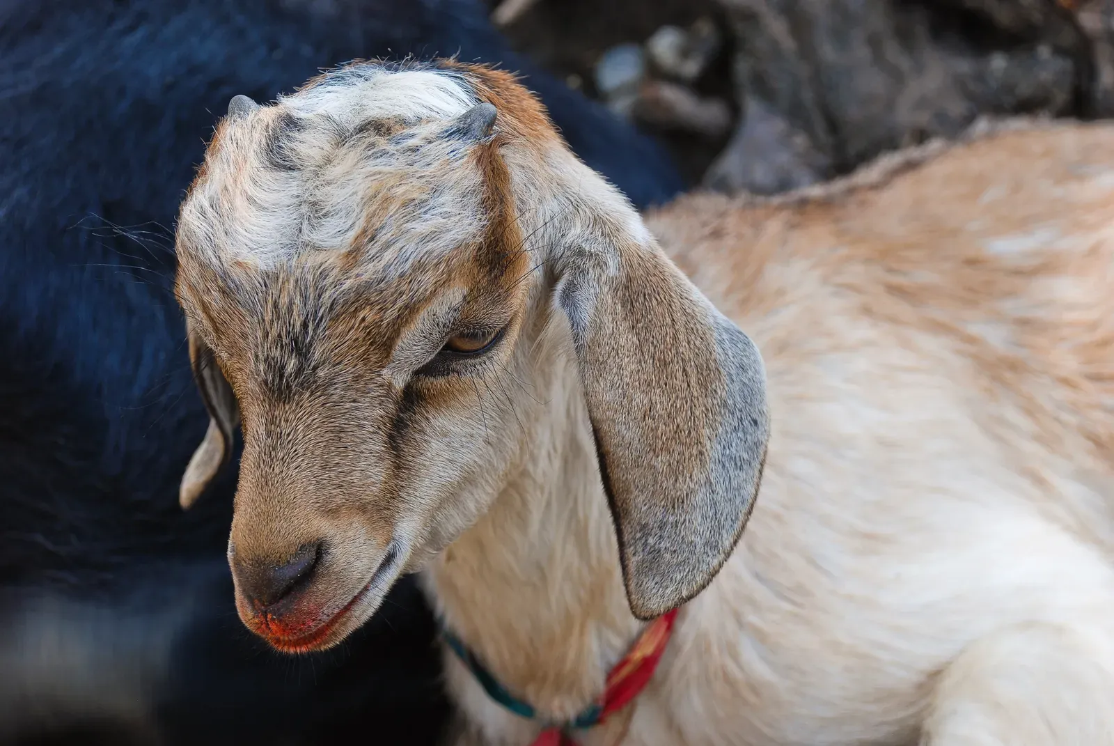 A young tan-and-white goat kid with soft floppy ears and tiny horn buds, resting close to the herd.