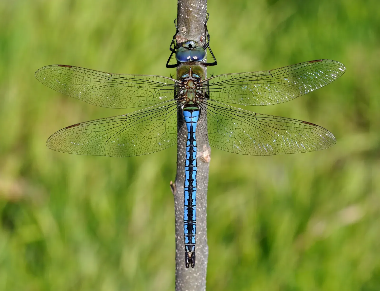 An emperor dragonfly clinging to a stem with wings outstretched, showing its green thorax, bright blue abdomen and clear veined wings.