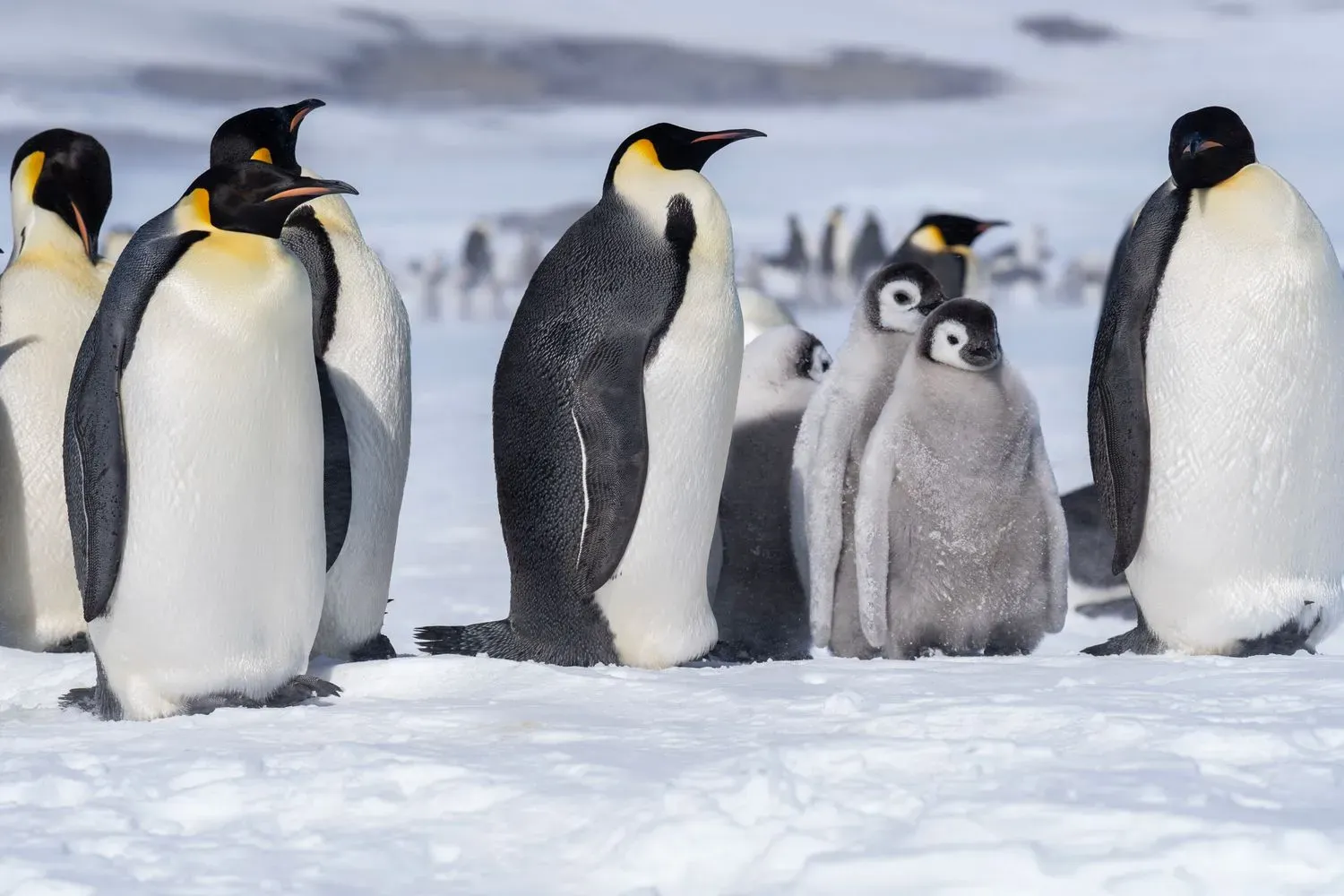 A group of adult emperor penguins with pale yellow ear patches standing on Antarctic sea ice beside two fluffy grey chicks.