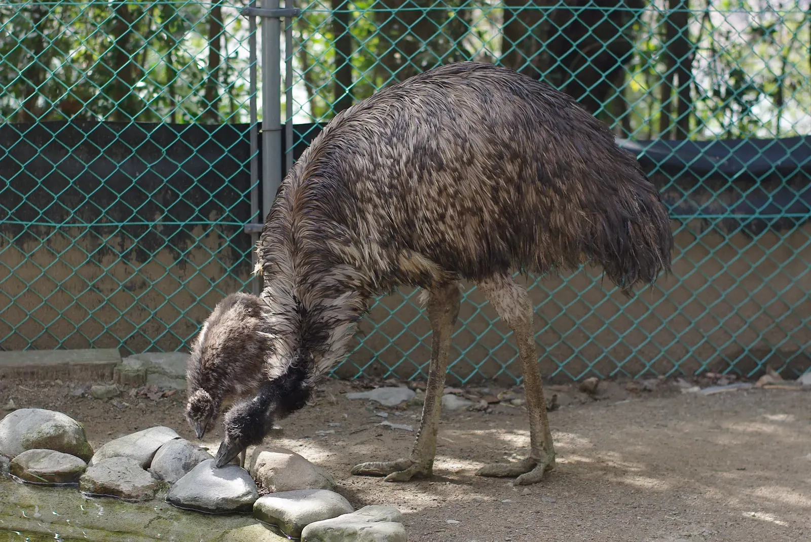 A tall adult emu with shaggy brown feathers bending down to drink beside a fluffy striped emu chick.