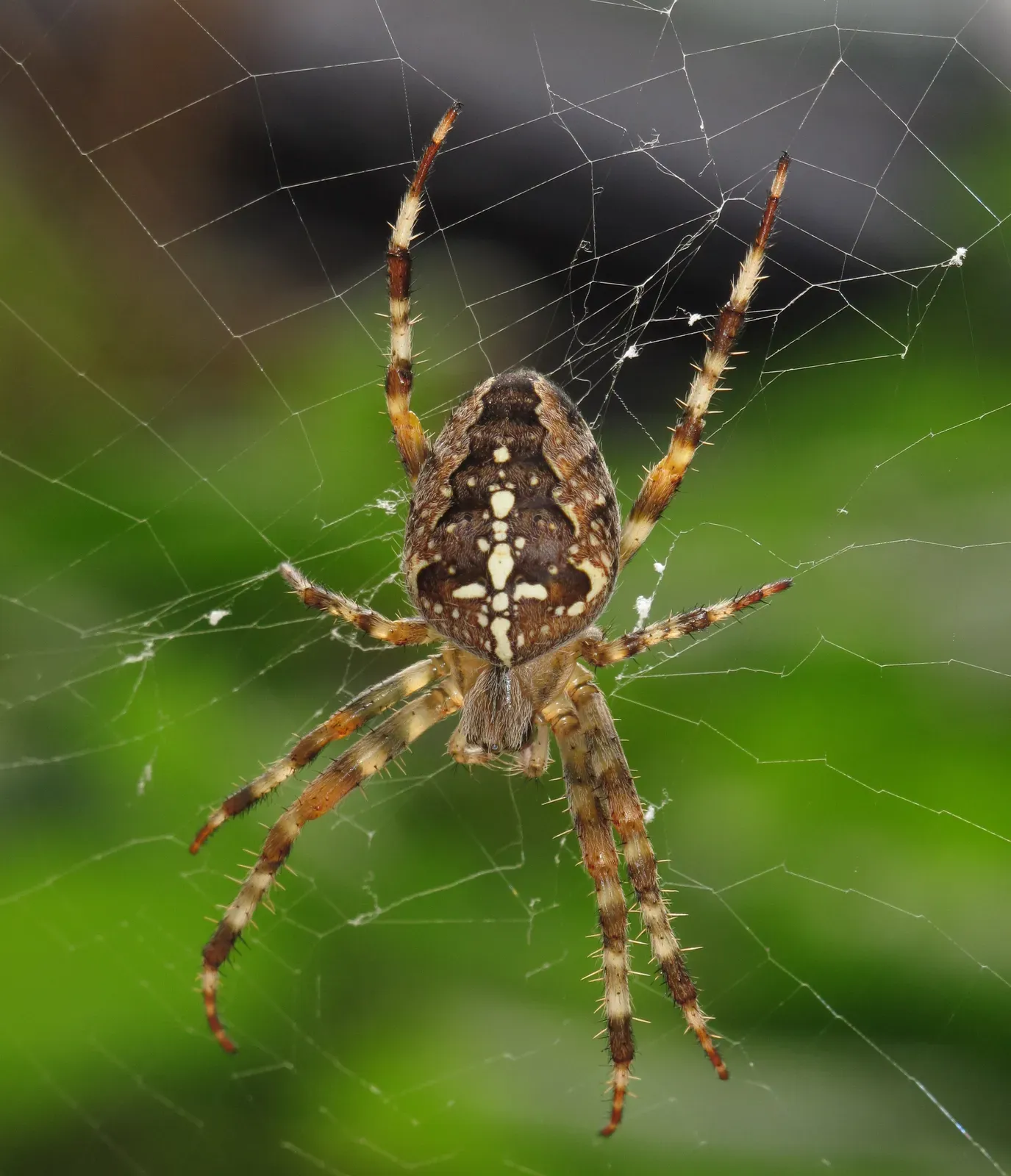 A brown European garden spider in its web, with the pale cross-shaped markings clear on its rounded abdomen.