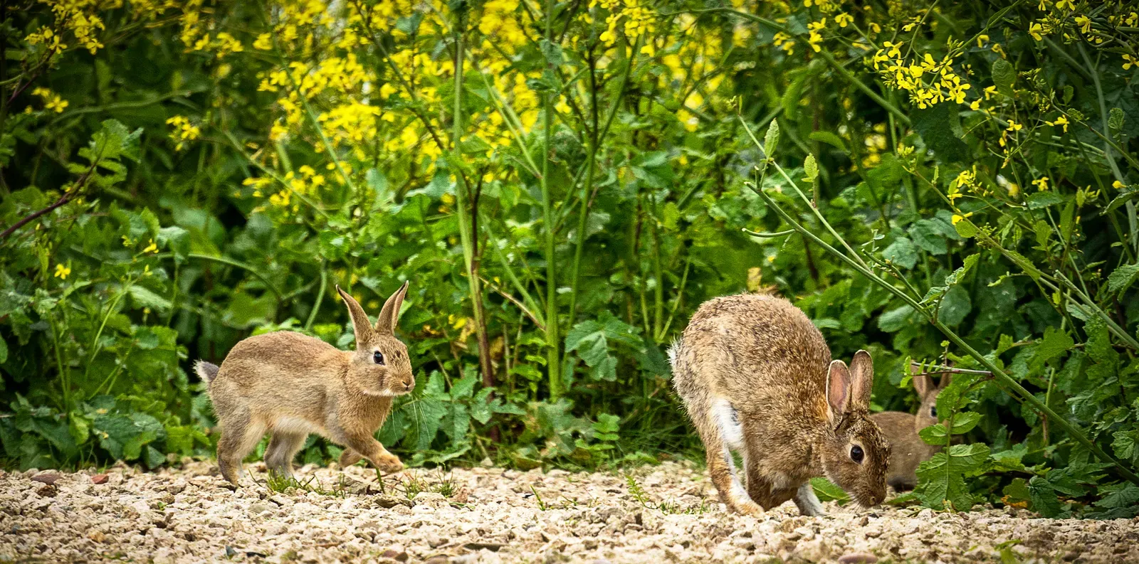 Wild European rabbits with grey-brown fur feeding at the edge of a field beside yellow flowers, including a smaller young rabbit.