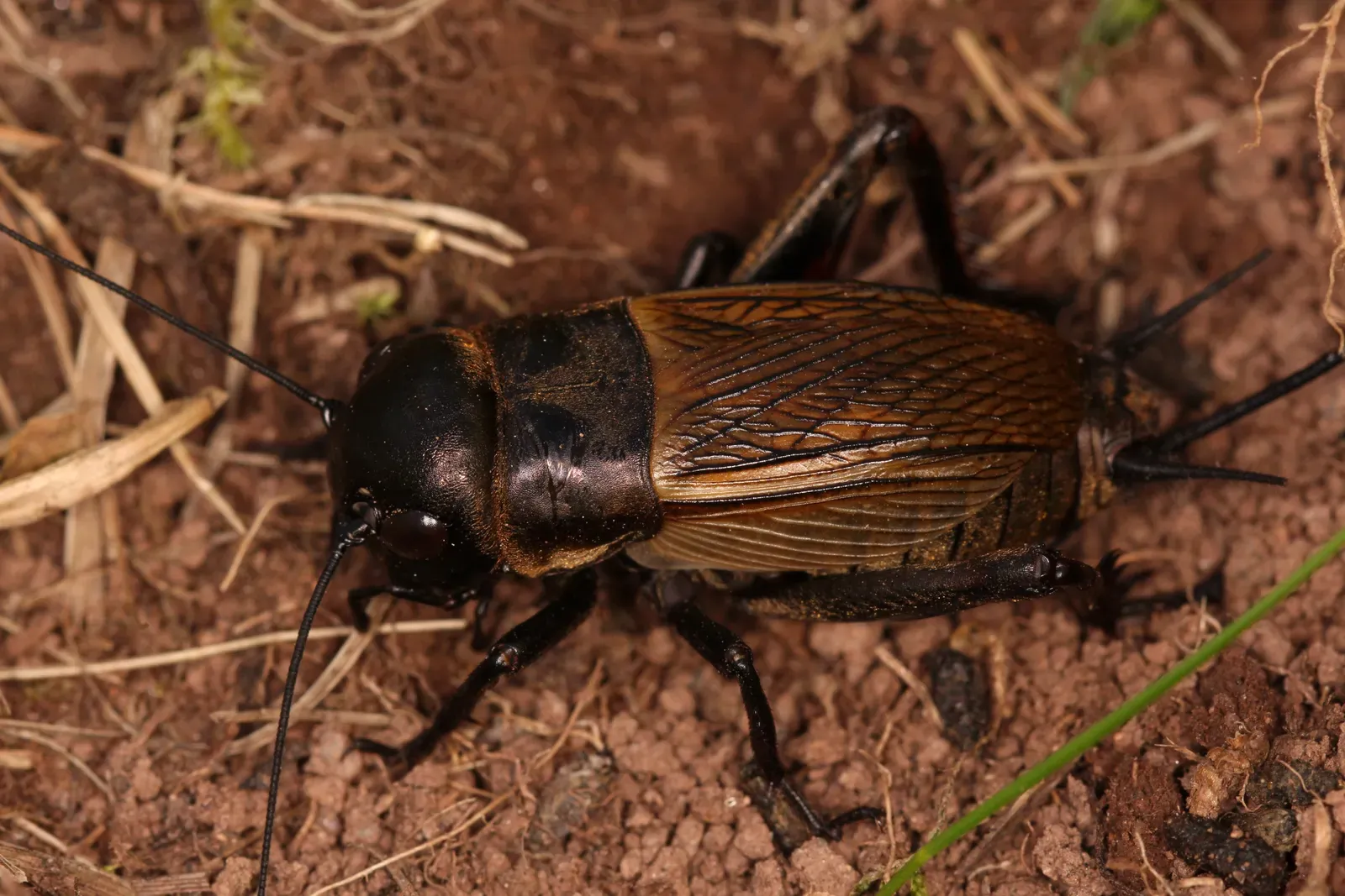 A glossy black field cricket with brown veined wings resting on bare soil, its long antennae stretching forward.