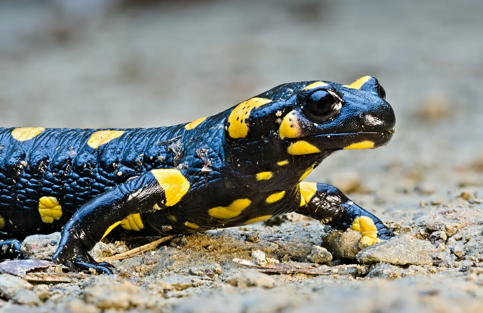 A glossy black fire salamander patterned with bright yellow blotches, walking across damp grey gravel.