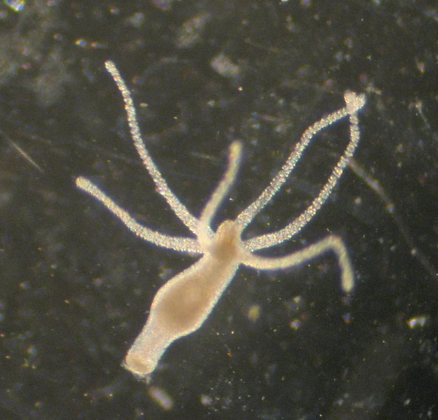 A tiny freshwater hydra seen under a microscope, a slender pale tube-shaped body with a crown of thin tentacles reaching out.