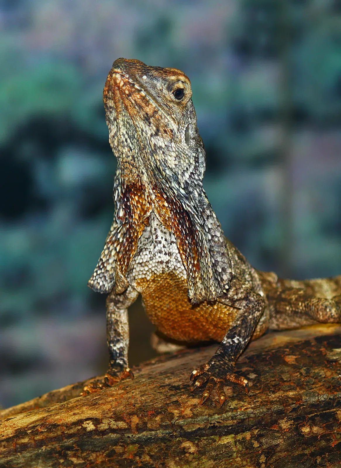 A frilled lizard perched on a branch, its patterned neck frill spread open around its head in orange, grey and cream.
