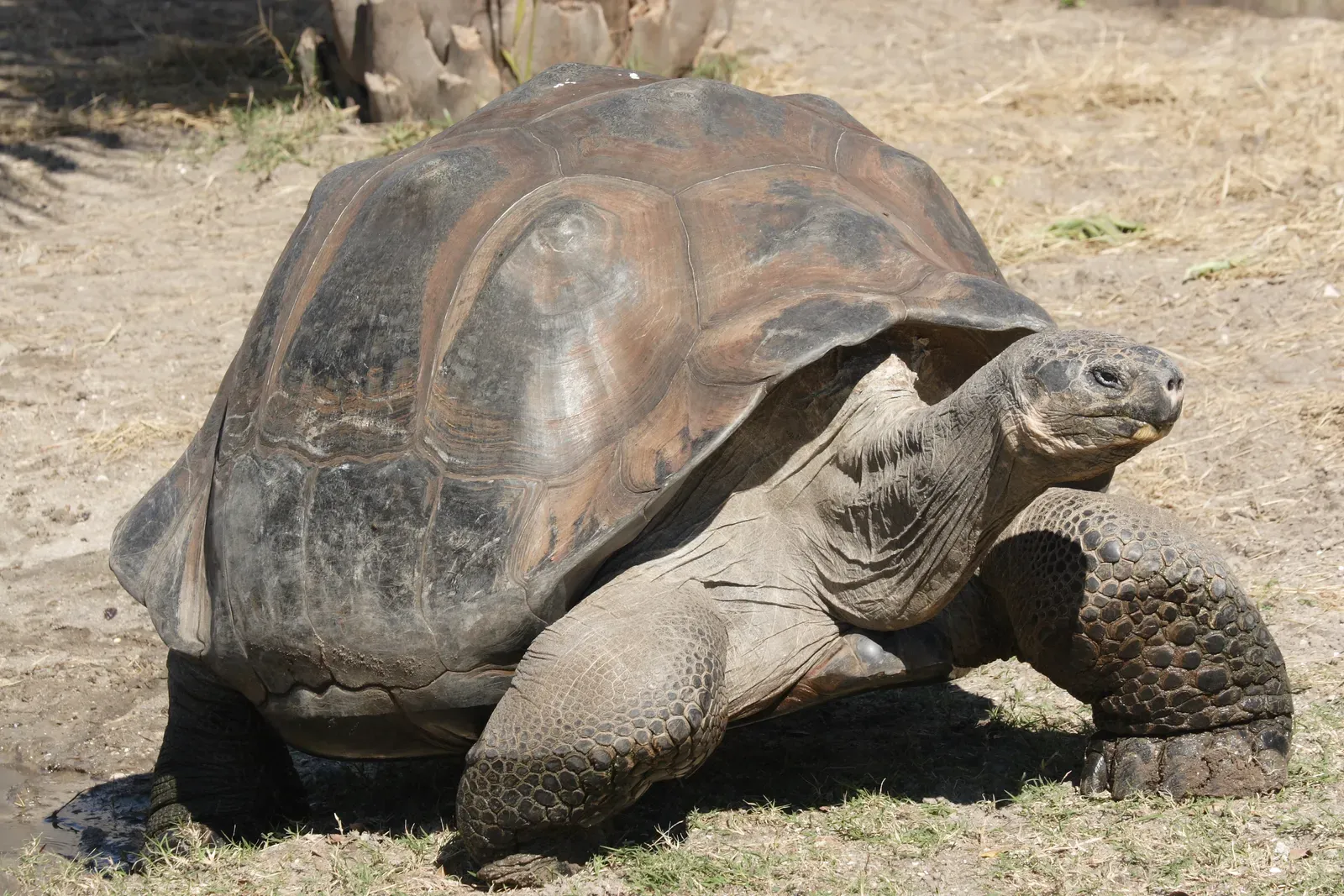 A Galapagos giant tortoise with a domed brown shell and thick scaly legs walking across dry ground.