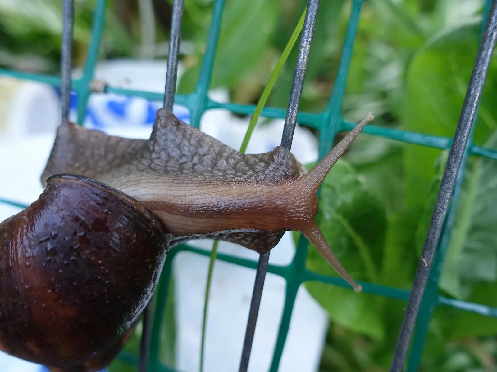 A giant African land snail climbing through the bars of a garden gate, with its dark shell and long upper tentacles visible.